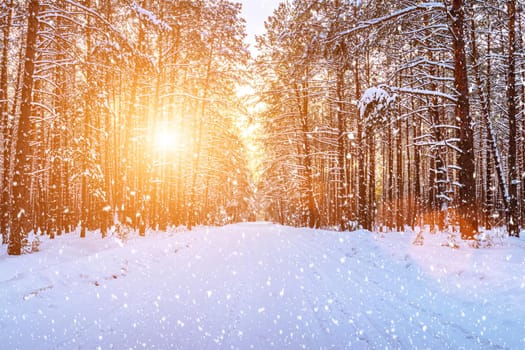 Automobile road through a pine winter forest covered with snow on a clear sunny day. Pines along the edges of the road. Snowfall.