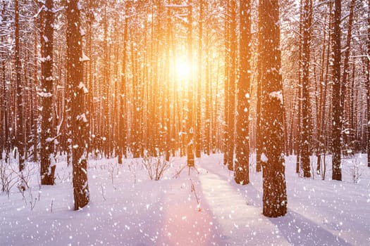 Sunset or sunrise in the winter pine forest with falling snow. Rows of pine trunks with the sun's rays passing through them. Snowfall.