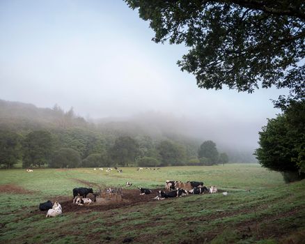 black and white cows on foggy early morning in central brittany near nature park d'armorique in france under blue sky