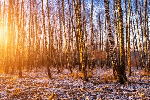 Sunset or sunrise in a birch grove with a first winter snow on earth. Rows of birch trunks with the sun's rays passing through them.