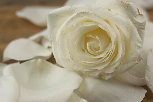 Bouquet of white wedding roses on wood background with floral petals. Close up