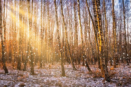 Sunset or sunrise in a birch grove with a falling snow. Rows of birch trunks with the sun's rays passing through them. Snowfall.