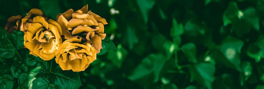 Blooming roses in beautiful flower garden as floral background.