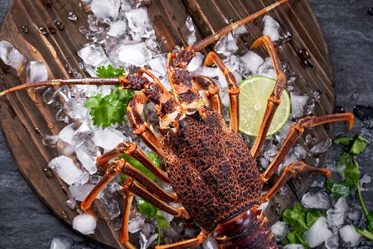 Raw fresh Cape rock lobster, West Coast rock lobster, Jasus lalandii on a dark slate background with cold ice cubes, top view, flat lay, overhead shot.