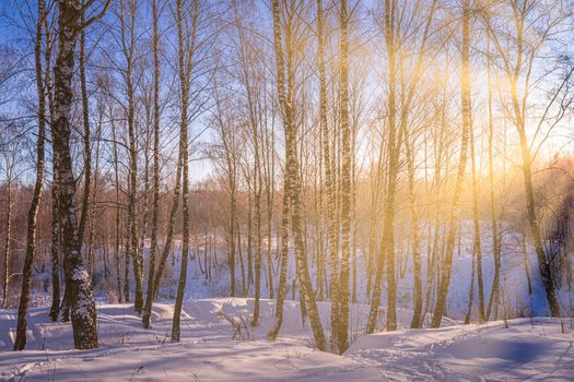 Sunset or sunrise in a birch grove with a winter snow on earth. Rows of birch trunks with the sun's rays passing through them.