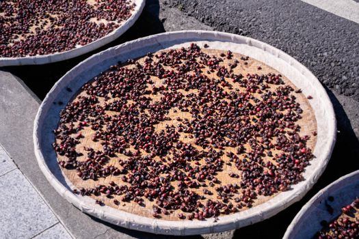 Raw coffee beans natural exposured with sunlight on a sieve outside the procedure factory before roasting process, close up, real life, lifestyle.