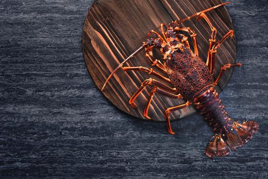 Raw fresh Cape rock lobster, West Coast rock lobster, Jasus lalandii on a dark slate background with cold ice cubes, top view, flat lay, overhead shot.