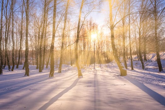 Sunset or sunrise in a birch grove with a winter snow on earth. Rows of birch trunks with the sun's rays passing through them.