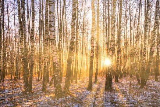 Sunset or sunrise in a birch grove with a first winter snow on earth. Rows of birch trunks with the sun's rays passing through them.