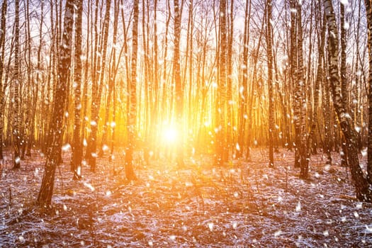 Sunset or sunrise in a birch grove with a falling snow. Rows of birch trunks with the sun's rays passing through them. Snowfall.