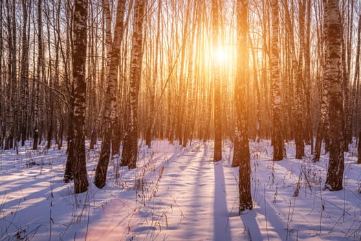 Sunset or sunrise in a birch grove with a winter snow on earth. Rows of birch trunks with the sun's rays passing through them.