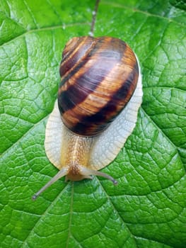 Snail grape close-up on a green leaf after rain.