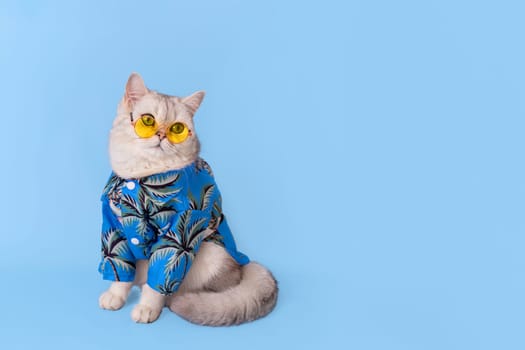 white british cat in a blue summer shirt and yellow glasses sitting on a blue background, looking away. Copy space