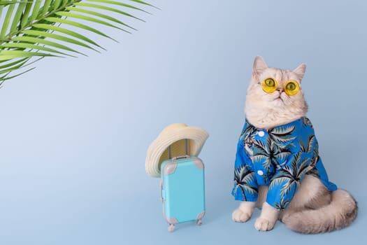 Funny white cat in a blue summer shirt and yellow glasses sitting next to a small blue suitcase with straw hat, on a blue background, under palm leaves, looking up. Copy space