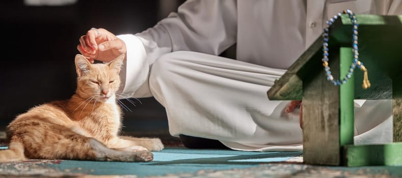 Muslim, cat or hands in prayer on carpet for peace, mindfulness or support from Allah in holy temple or mosque. Kitten, Islamic or spiritual person praying to worship God on Ramadan Kareem in Qatar.