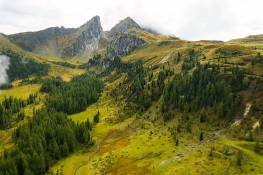 Green valley with tall trees and mountain range on the background.