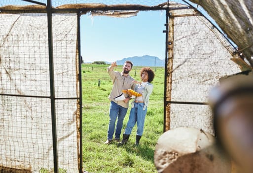 Couple farming, eggs and agriculture, chicken and inspection of greenhouse, quality assurance of poultry. People outdoor, agro business and organic, sustainability with livestock and animals on farm.