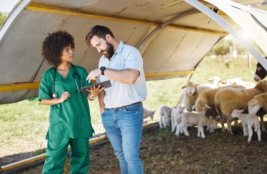 Vet, tablet and farmer or people with sheep medical data, results or online review for healthcare inspection. 5g tech, farming and agriculture animals with black woman nurse and small business owner.