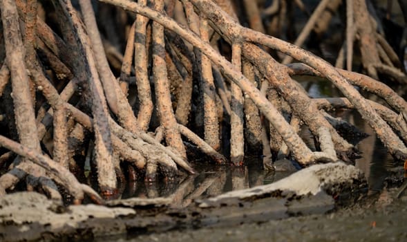 Closeup stilt or prop roots of mangrove tree on the mangrove forest. Mangrove aerial roots. Supporting stilt roots of mangrove trees. The root system of mangroves. Blue carbon sink concept.