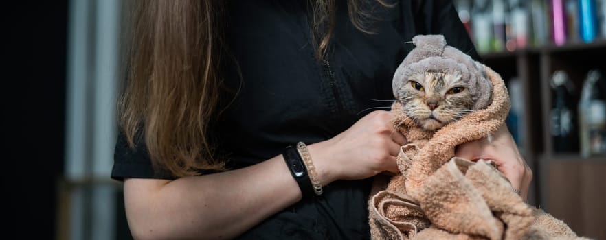 Groomer holding a gray cat wrapped in a towel after washing
