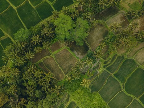 Aerial view of Tegallalang Bali rice terraces. Tropical landscape on Bali, Indonesia