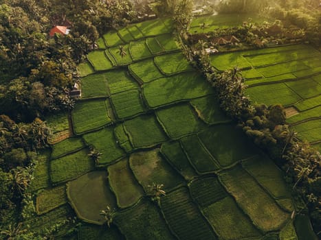 Aerial view of abstract geometric shapes of Bali Lush green rice fields with palm tree and rain forest tropical jungle plantation