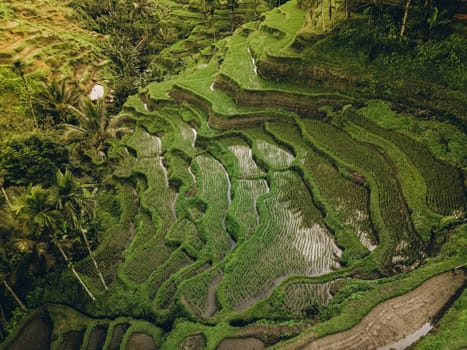 Aerial view of Tegallalang Bali rice terraces. Tropical landscape on Bali, Indonesia