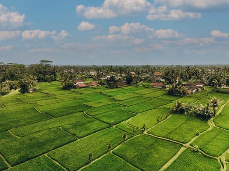 Aerial view of abstract geometric shapes of Bali Lush green rice fields.