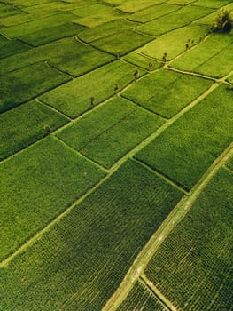 Aerial view of abstract geometric shapes of Bali Lush green rice fields.