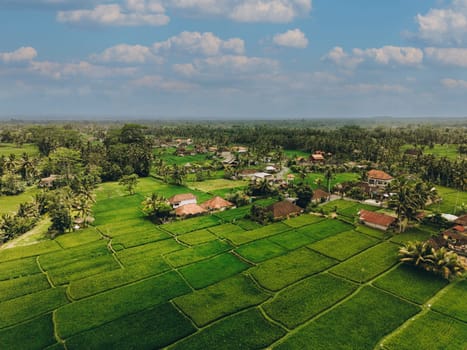 Aerial view of abstract geometric shapes of Bali Lush green rice fields with palm tree and rain forest tropical jungle plantation