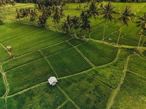 Aerial view of abstract geometric shapes of Bali Lush green rice fields with palm tree and rain forest tropical jungle plantation