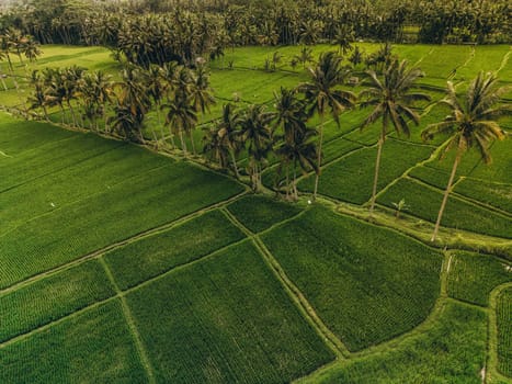 Aerial view of abstract geometric shapes of Bali Lush green rice fields with palm tree and rain forest tropical jungle plantation