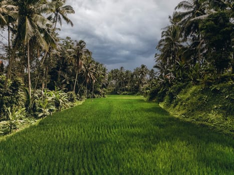 Aerial perspective view of abstract geometric shapes of Bali Lush green rice fields with palm tree and rain forest tropical jungle plantation