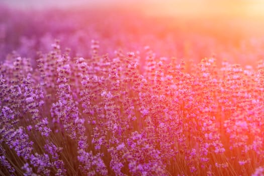 Blooming lavender in a field at sunset in Provence. Fantastic summer mood, floral sunset landscape of meadow lavender flowers. Peaceful bright and relaxing nature scenery