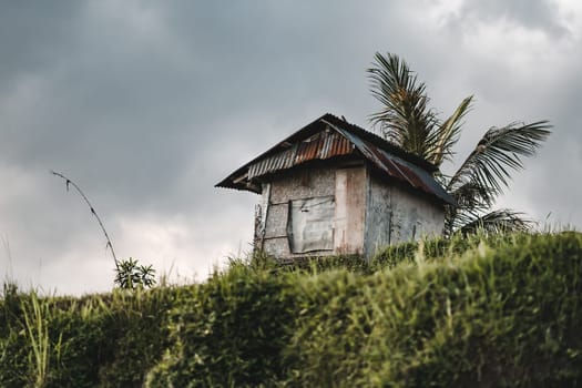 Photo of farmer barn on the rice field. Abandoned small house in nature green landscape