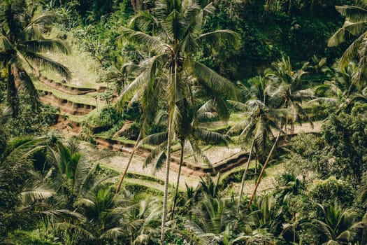 Photo of tropical jungle palms. Terrace rice field, asian wild nature landscape, shot of palms tree