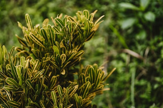 Close up shot of jungle bush plant with green nature background. Wild tropical botanical plants