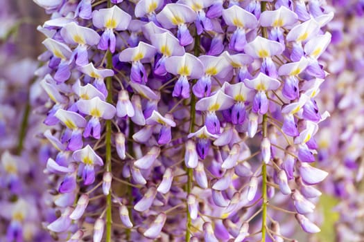 Blooming Wisteria Sinensis with scented classic purple flowersin full bloom in hanging racemes closeup. Garden with wisteria in spring.