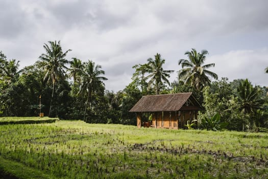 Farmer barn on rice field. Balinese agriculture landscape, bali rice farming, barn for storing farmer tools