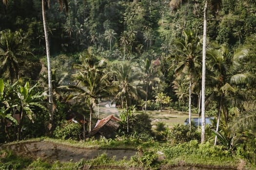 Photo of tropical forest with palm trees. Exotics botanicals plants, village cottage in heart of jungle