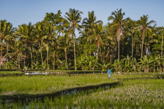 Photo of man working on balinese rice field. Asian rice farming with palms trees on background