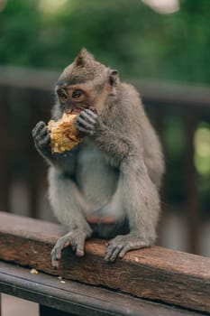 Close up shot of sitting monkey eating in sacred monkey forest. Balinese monkey eats food in ubud sanctuary