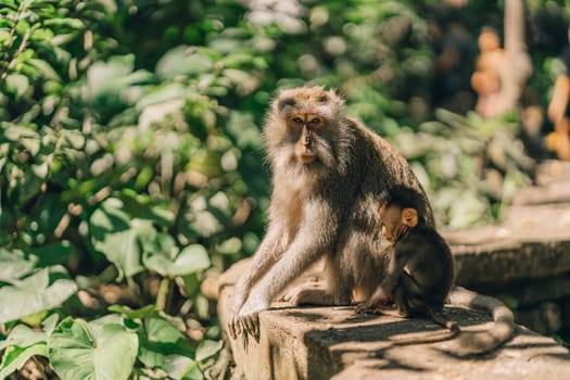 Close up shot of mother monkey sitting with small baby on nature background. Monkeys family sitting on stone wall in sacred monkey forest