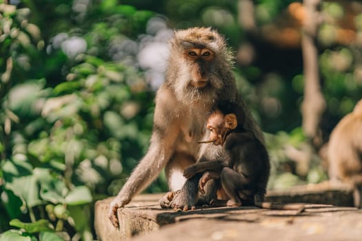 Close up shot of mother monkey sitting with small baby on nature background. Monkeys family sitting on stone wall in sacred monkey forest