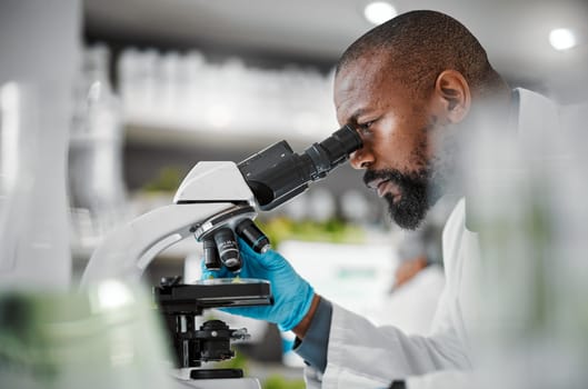 Biologist, microscope and laboratory scientist in plant growth analytics, food engineering or leaf medical research. Mature man, worker or employee with science magnify technology for sustainability.