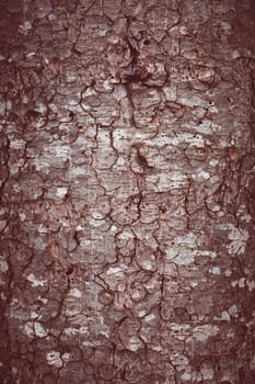 abstract natural antique background. tree trunk closeup.