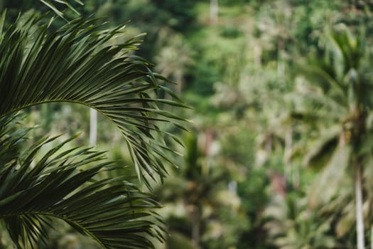 Close up shot of palm leave on nature jungle background. Tropical forest and flora, green botanical rainforest