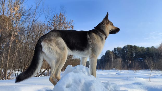 Dog German Shepherd in winter day and white snow arround. Waiting eastern European dog veo in cold weather