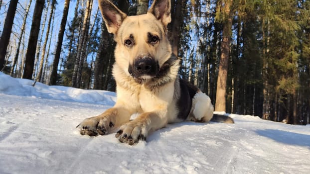 Dog German Shepherd in winter day and white snow arround. Waiting eastern European dog veo and white snow