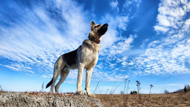 Dog German Shepherd on big stone in field with dry yellow grass, blue sky with white clouds on background in sunny autumn or spring day. Russian eastern European dog veo